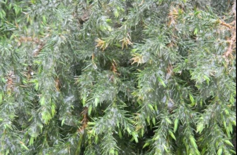 91蜜桃成品人视频入口